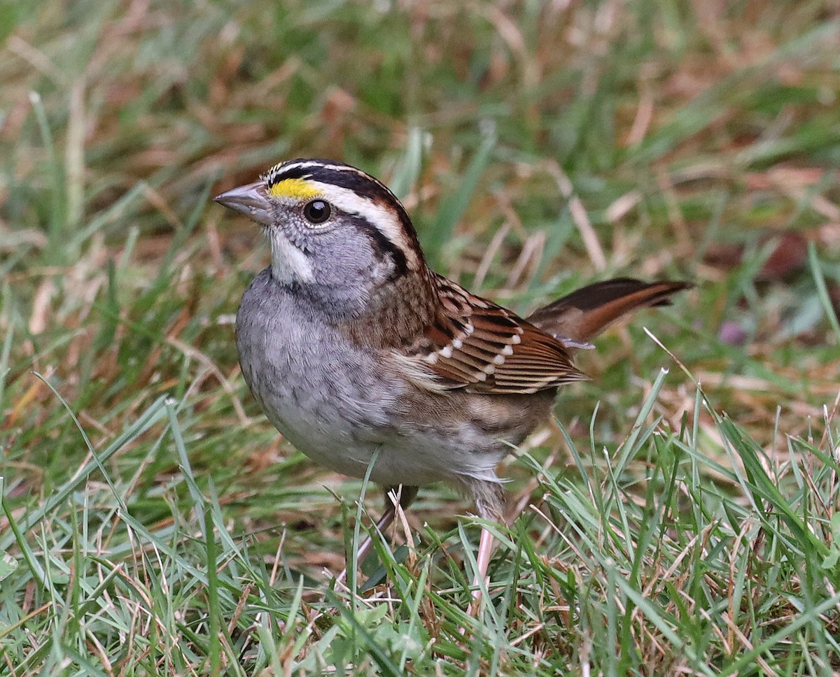 White-throated Sparrow - ML384819781