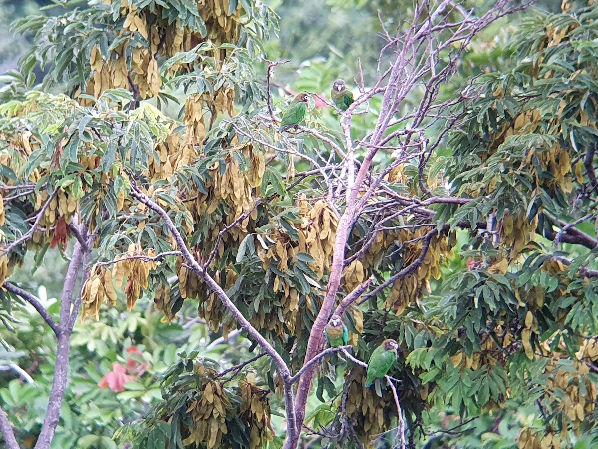 Kahverengi Başlı Papağan - ML384820161