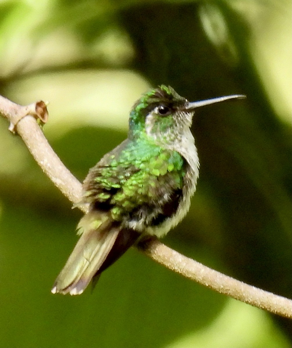 White-bellied Mountain-gem - ML384820361