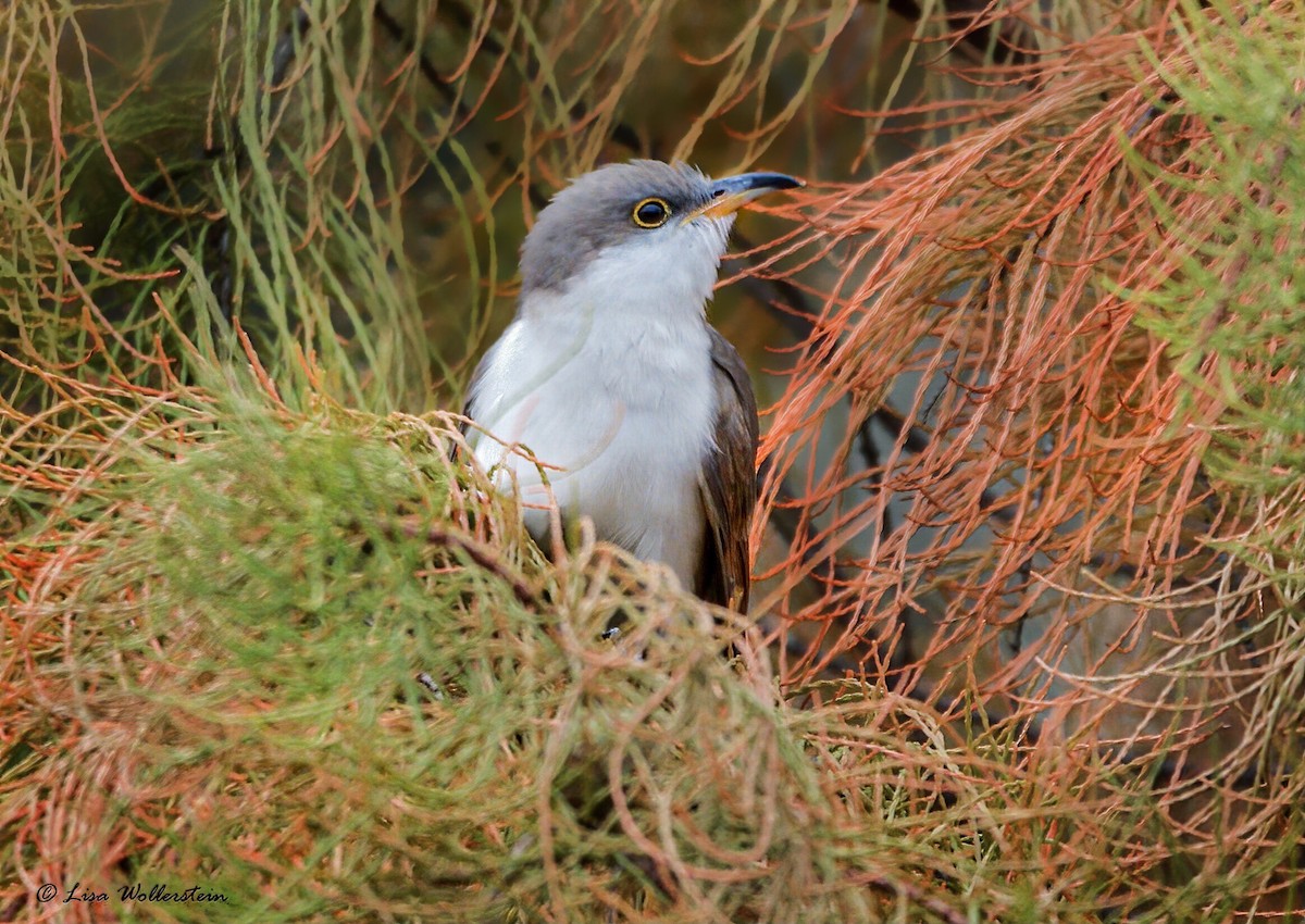 Yellow-billed Cuckoo - Lisa Wollerstein