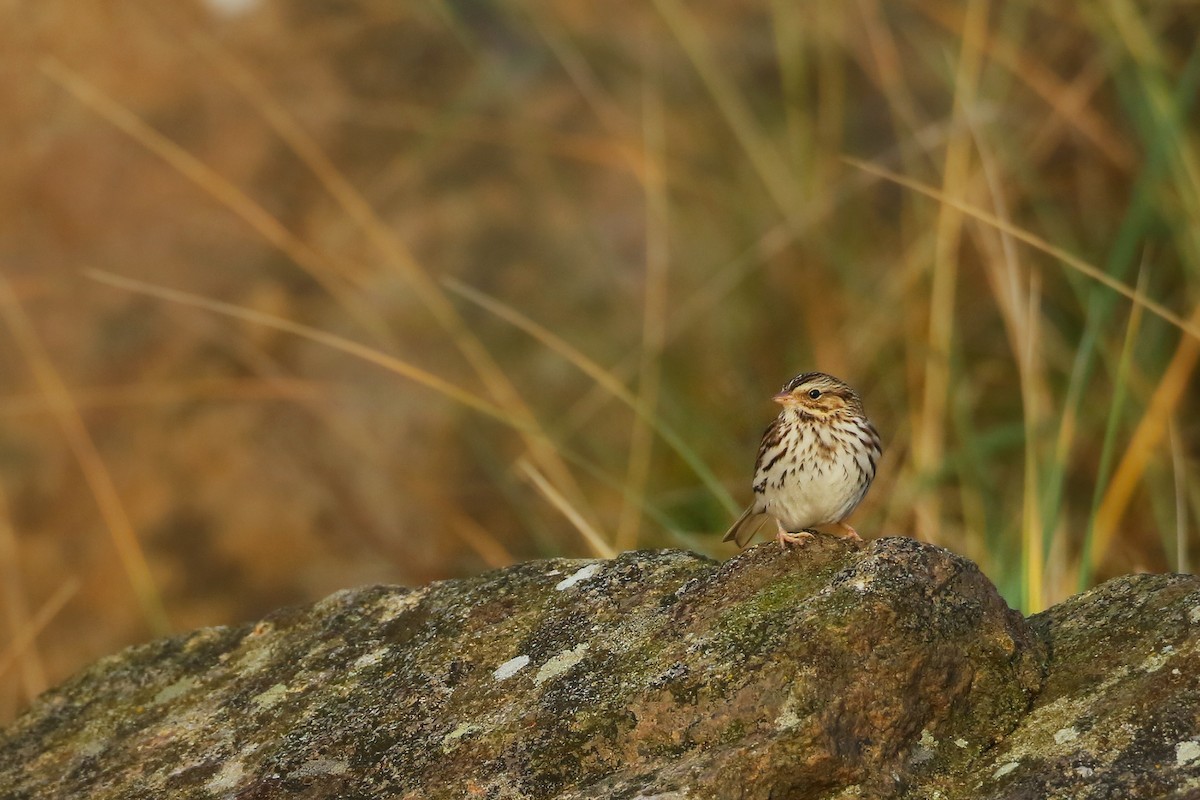 Savannah Sparrow - ML384823041