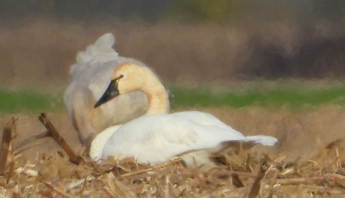 Tundra Swan - Rick Luehrs