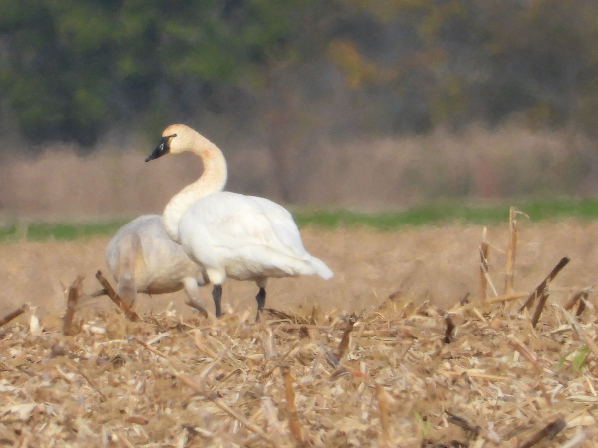 Tundra Swan - Rick Luehrs