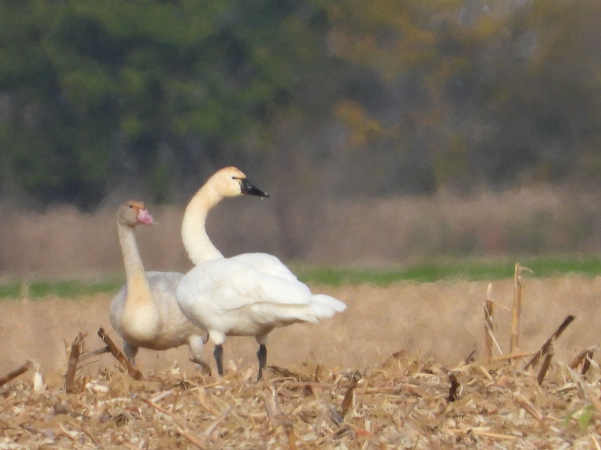 Tundra Swan - ML384823191