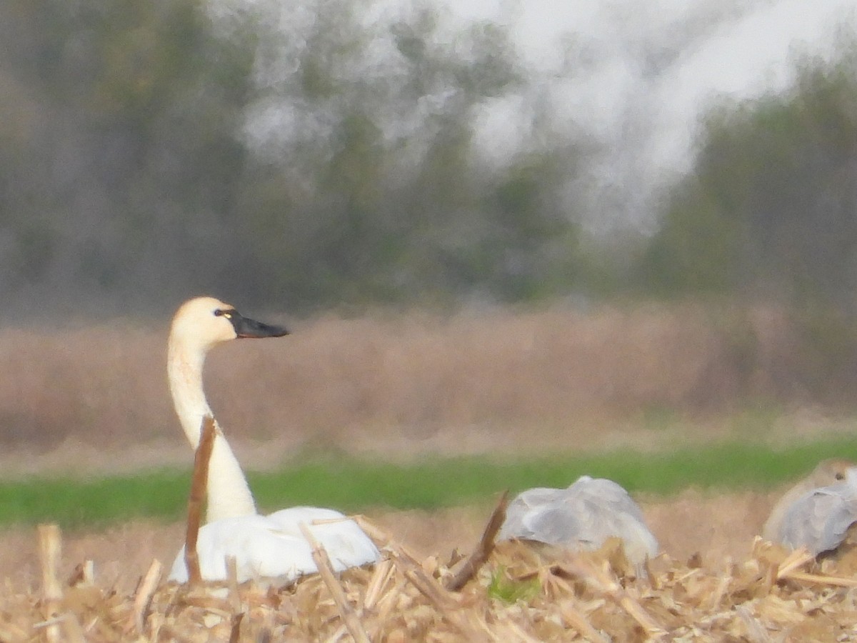 Cygne siffleur - ML384823201