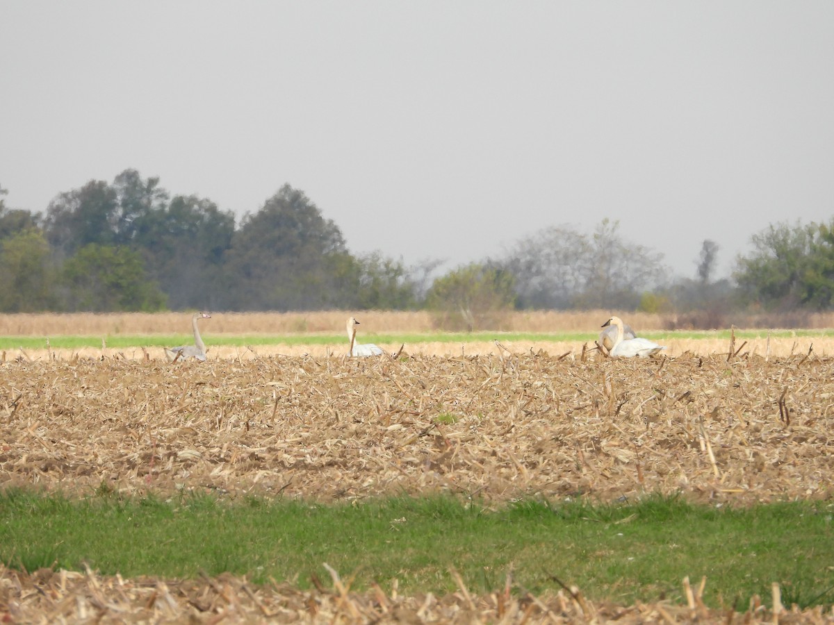 Tundra Swan - ML384823231