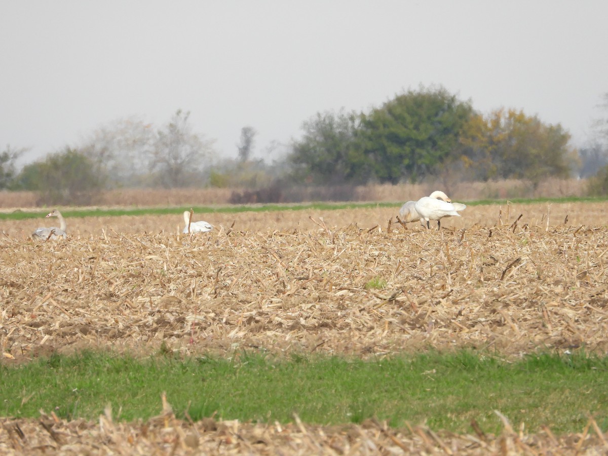 Tundra Swan - Rick Luehrs