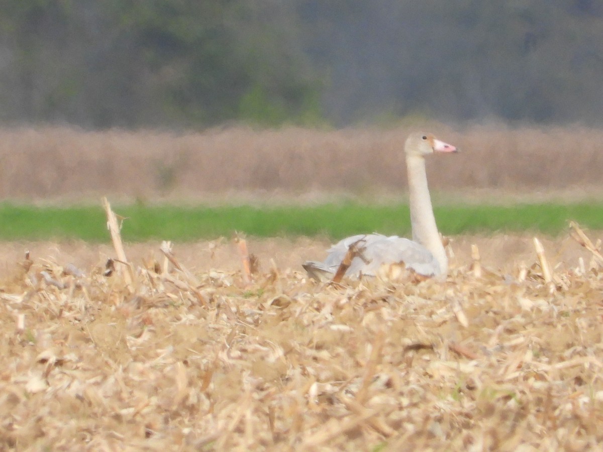 Tundra Swan - Rick Luehrs