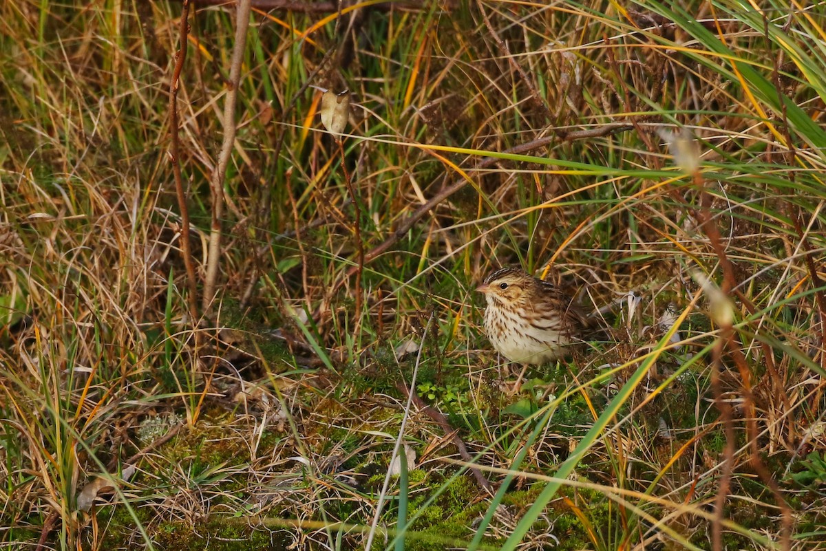 Savannah Sparrow - ML384823301