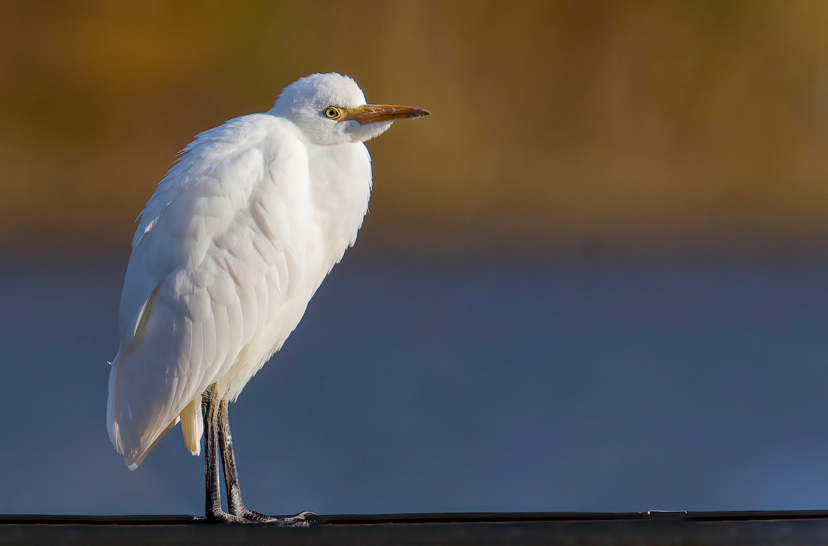 Western Cattle Egret - Matt Mason