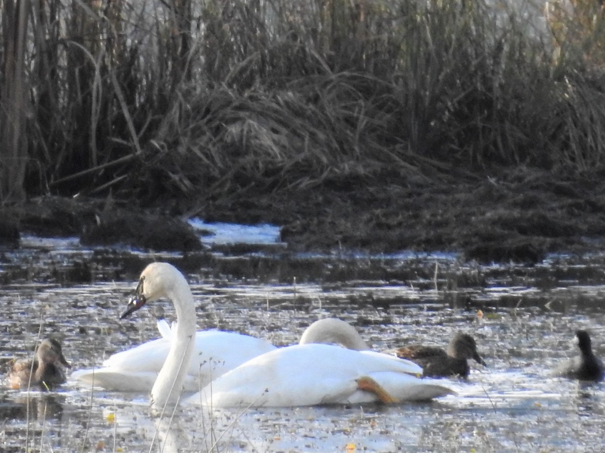 Tundra Swan - Darlene Cancelliere