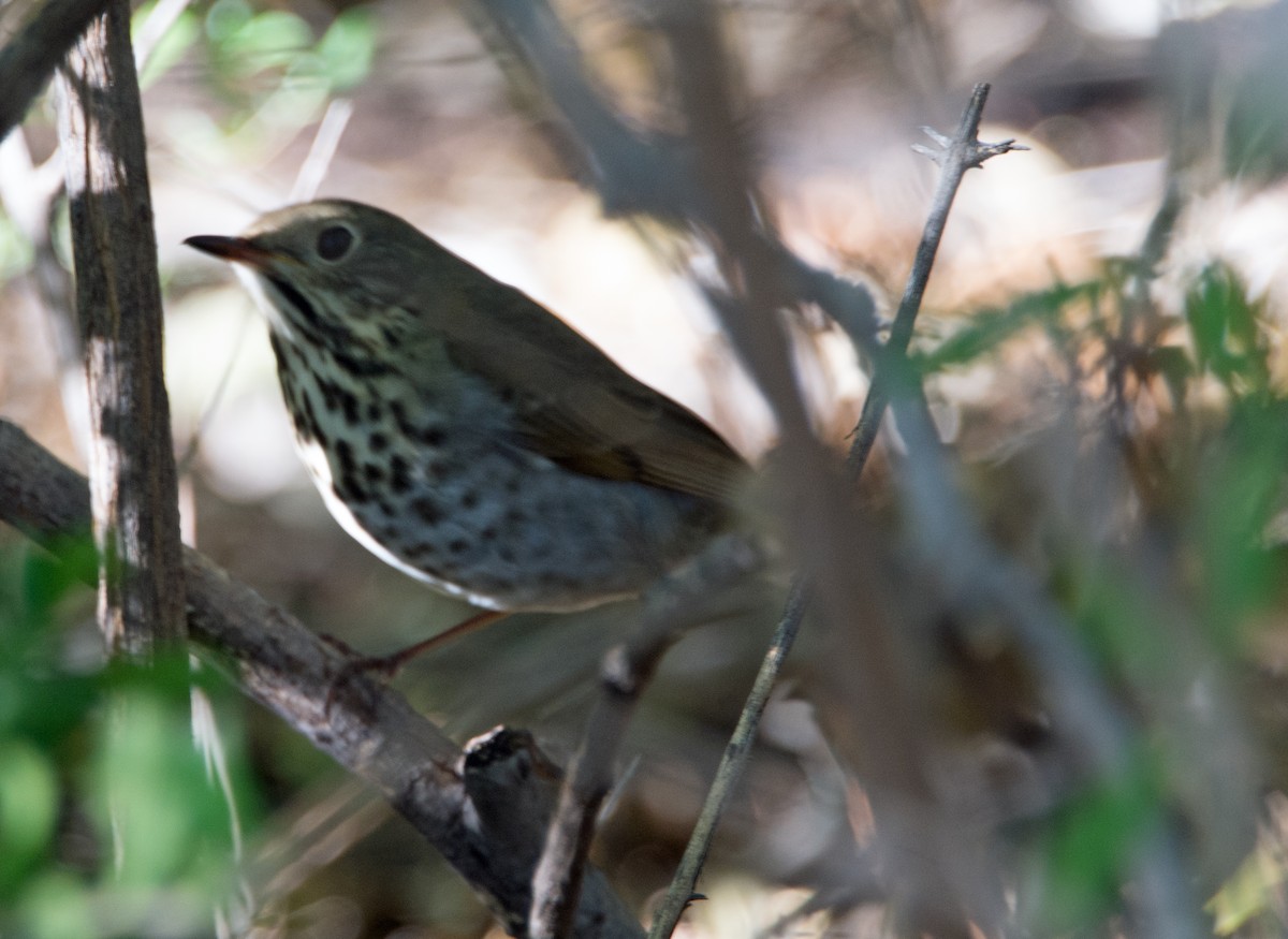 Hermit Thrush - ML38482851