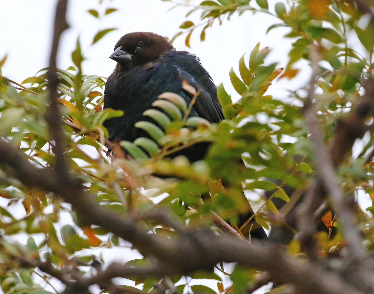 Brown-headed Cowbird - ML384829361