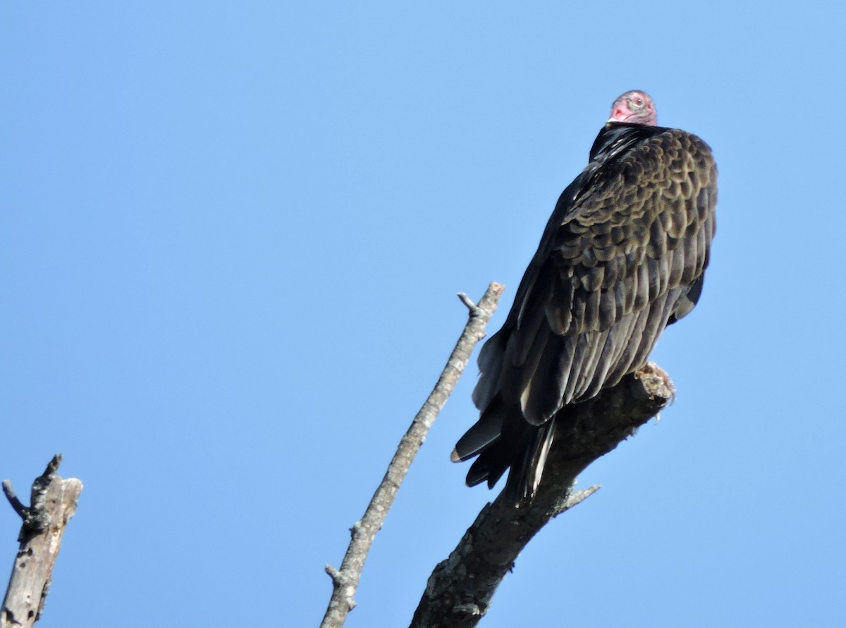 Turkey Vulture - ML384829531