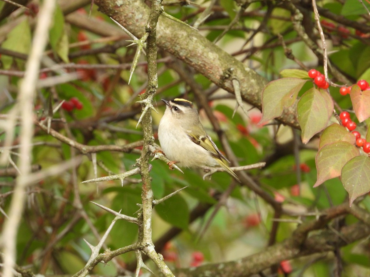 Golden-crowned Kinglet - ML384830841