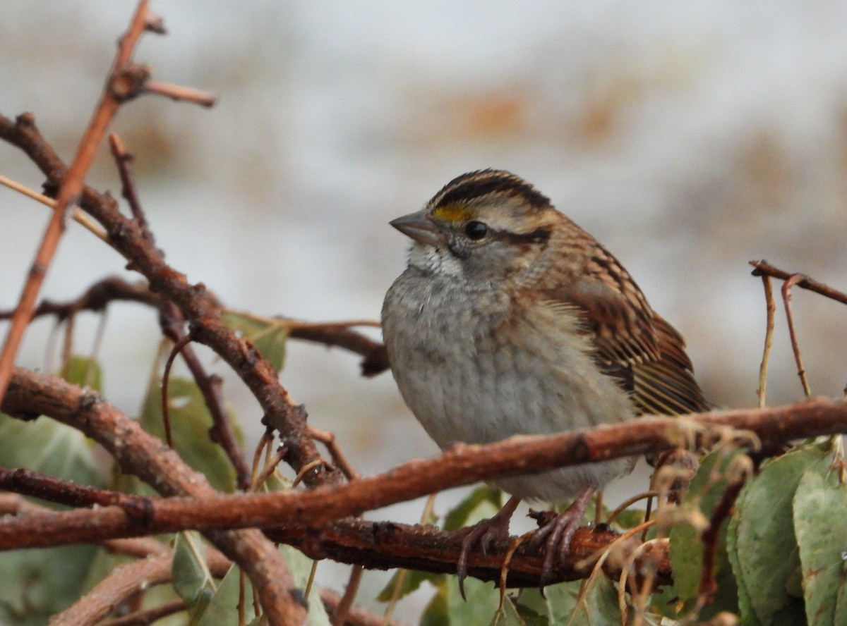 White-throated Sparrow - Fawn Simonds