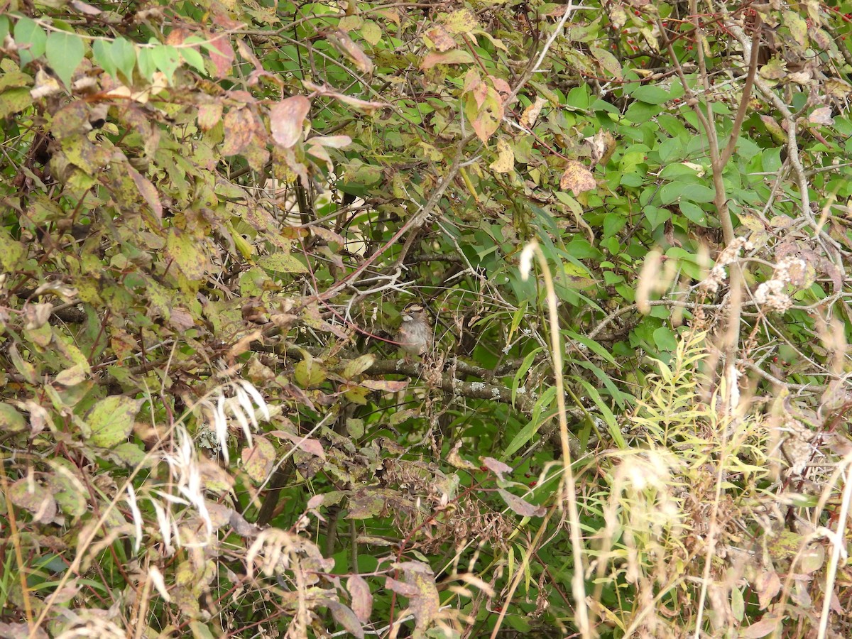 White-throated Sparrow - ML384830981