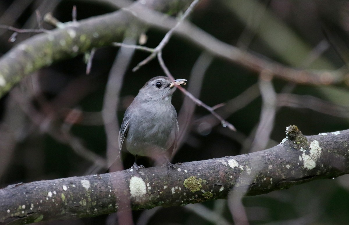 Gray Catbird - ML384831971