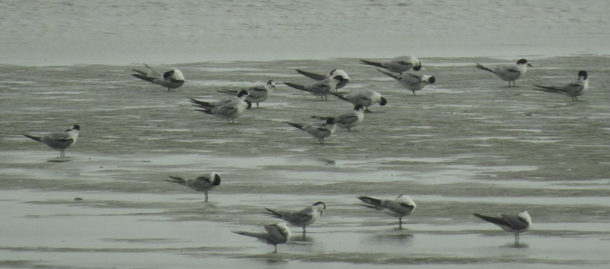 Common Tern - ML38483381