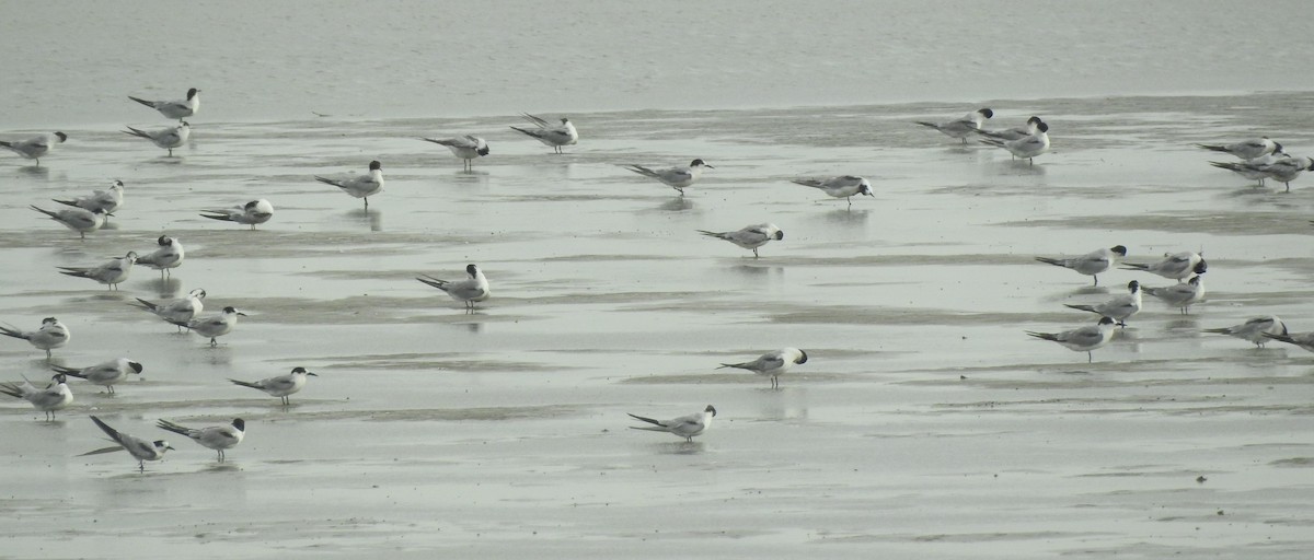 Common Tern - John Allcock