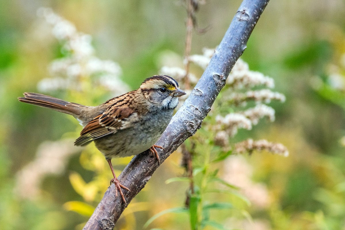 White-throated Sparrow - Dori Eldridge