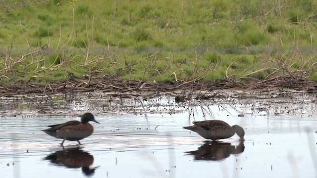 Chestnut Teal - ML384838611