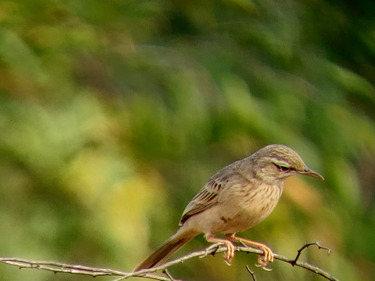 Long-billed Pipit - Omkar Dharwadkar