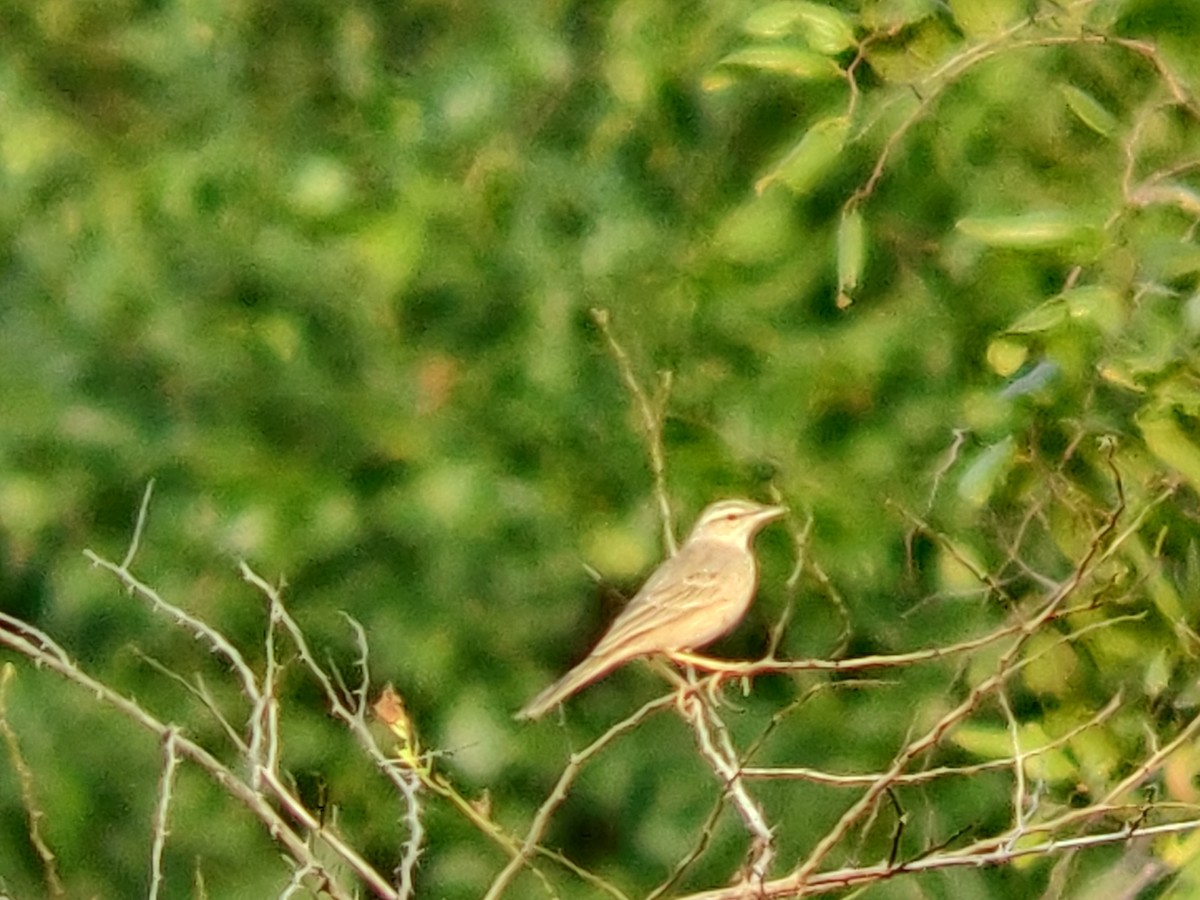 Long-billed Pipit - Omkar Dharwadkar