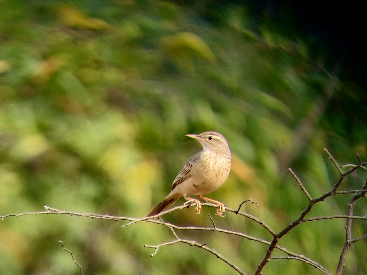 Long-billed Pipit - ML384838711