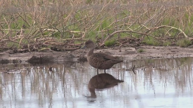 Chestnut Teal - ML384838821