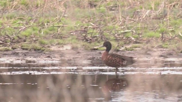 Chestnut Teal - ML384838891