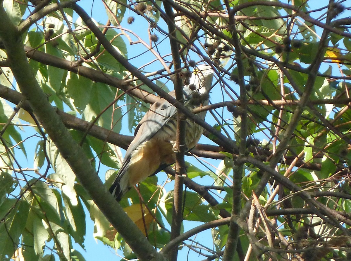 Pacific Baza - ML38484131