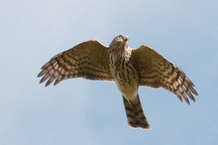 Sharp-shinned Hawk - ML384841651