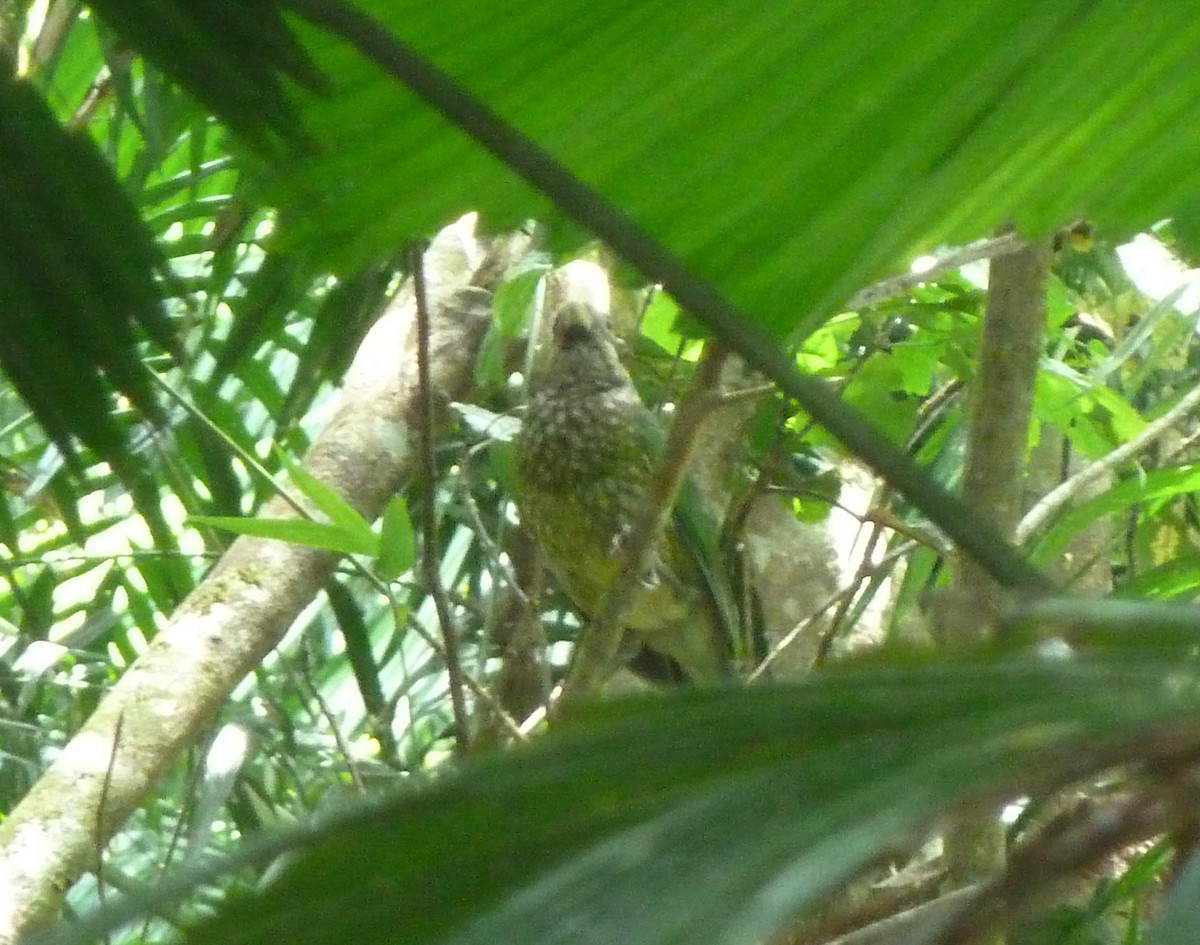 Spotted Catbird - ML38484271