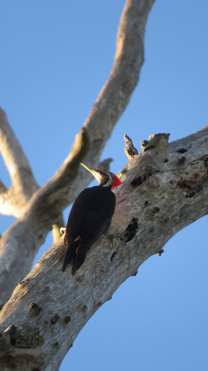 Black-bodied Woodpecker - ML384842741