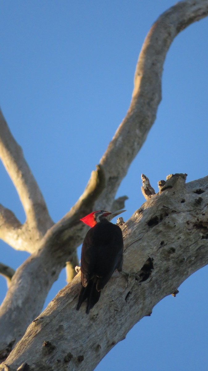Black-bodied Woodpecker - ML384842821