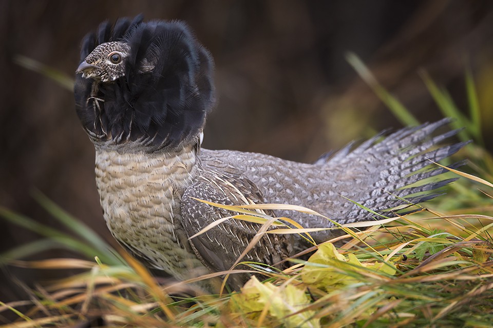 Ruffed Grouse - ML38484351