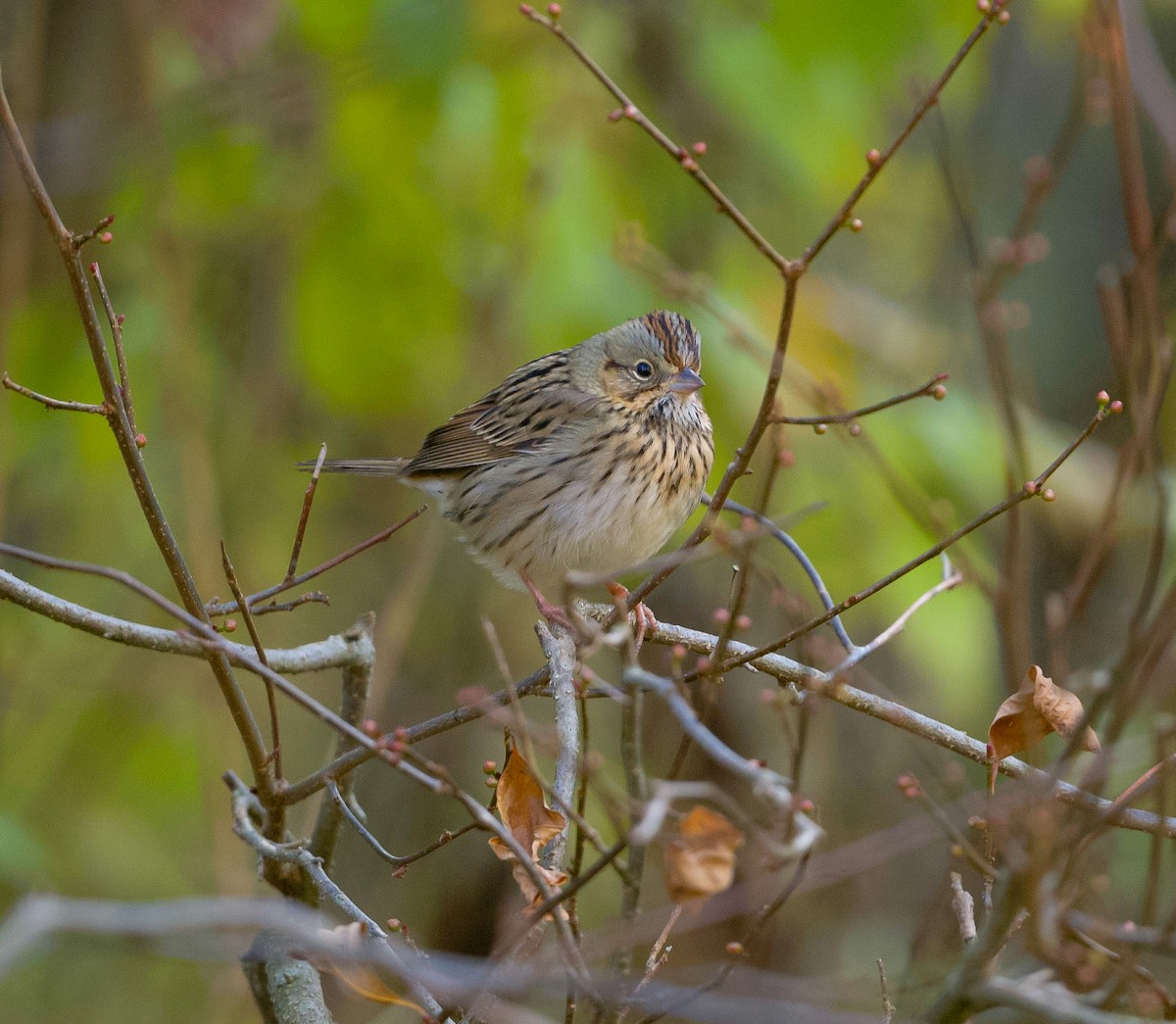 Lincoln's Sparrow - ML384844491