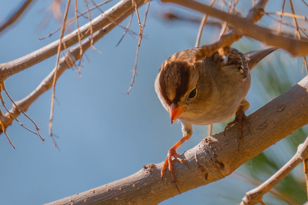 White-crowned Sparrow - ML384844671