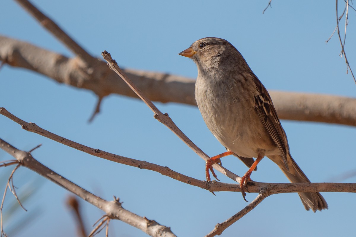 White-crowned Sparrow - ML384844681