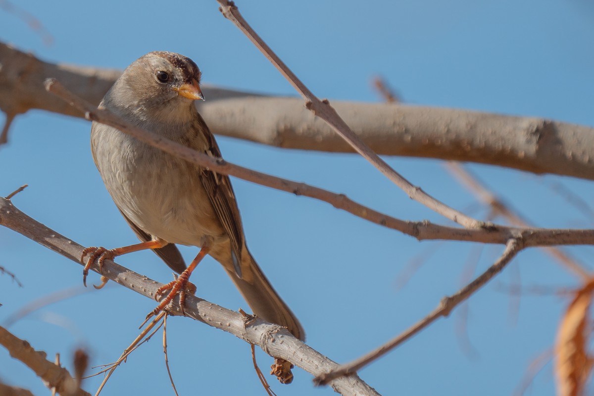 White-crowned Sparrow - ML384844701