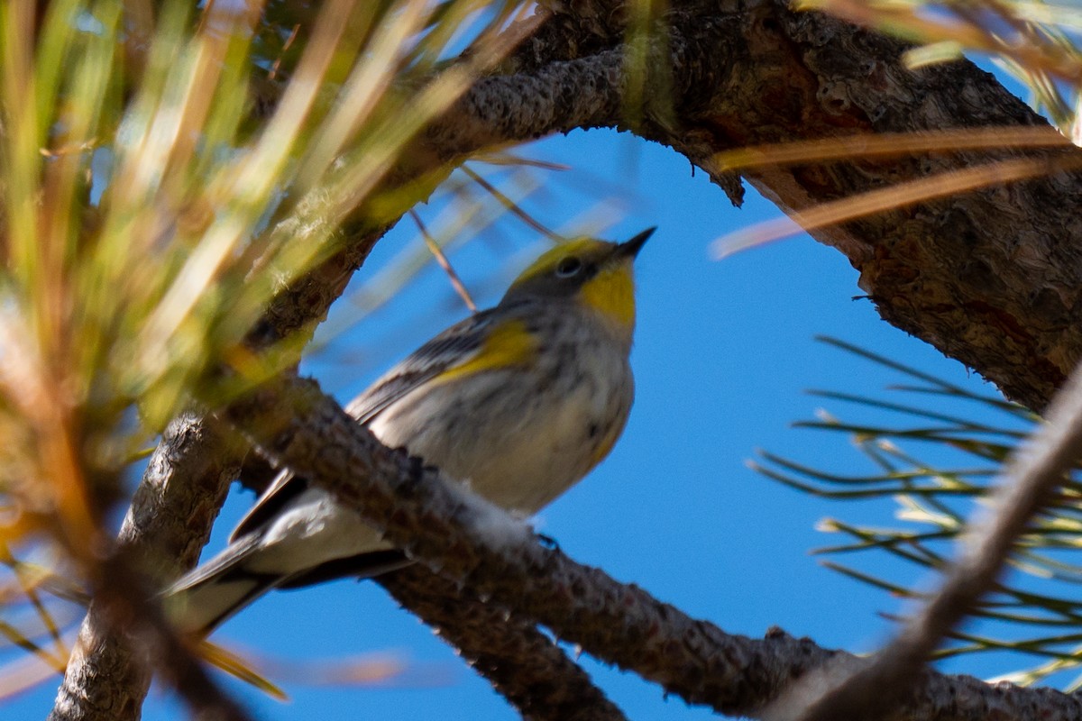 Yellow-rumped Warbler (Audubon's) - ML384844721