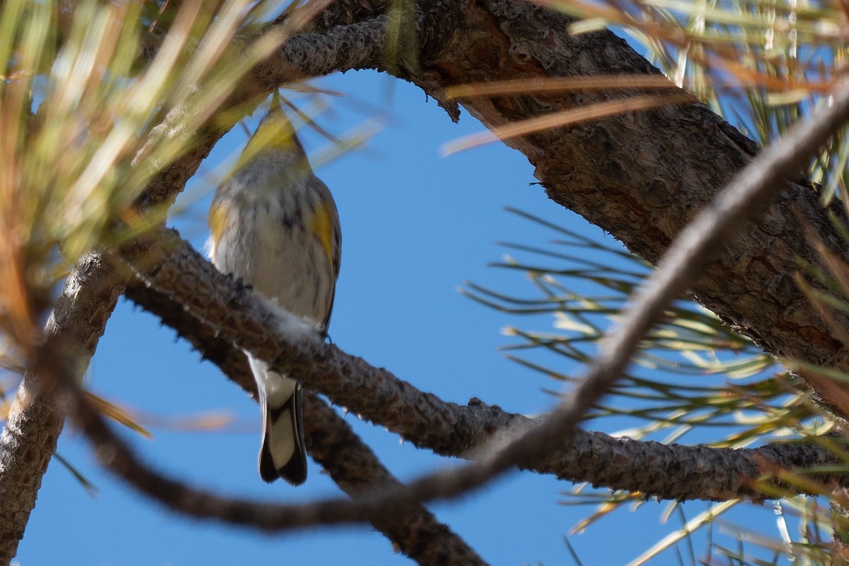 Yellow-rumped Warbler (Audubon's) - ML384844761