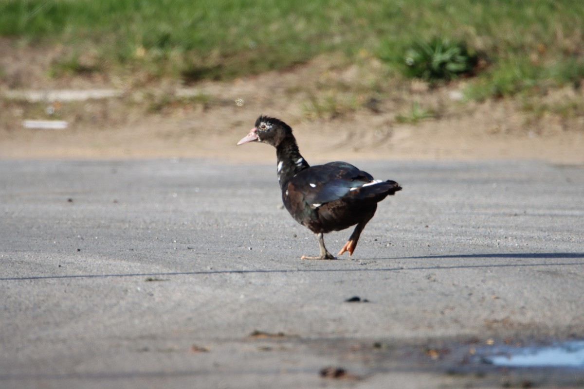 duck sp. - ML384844901