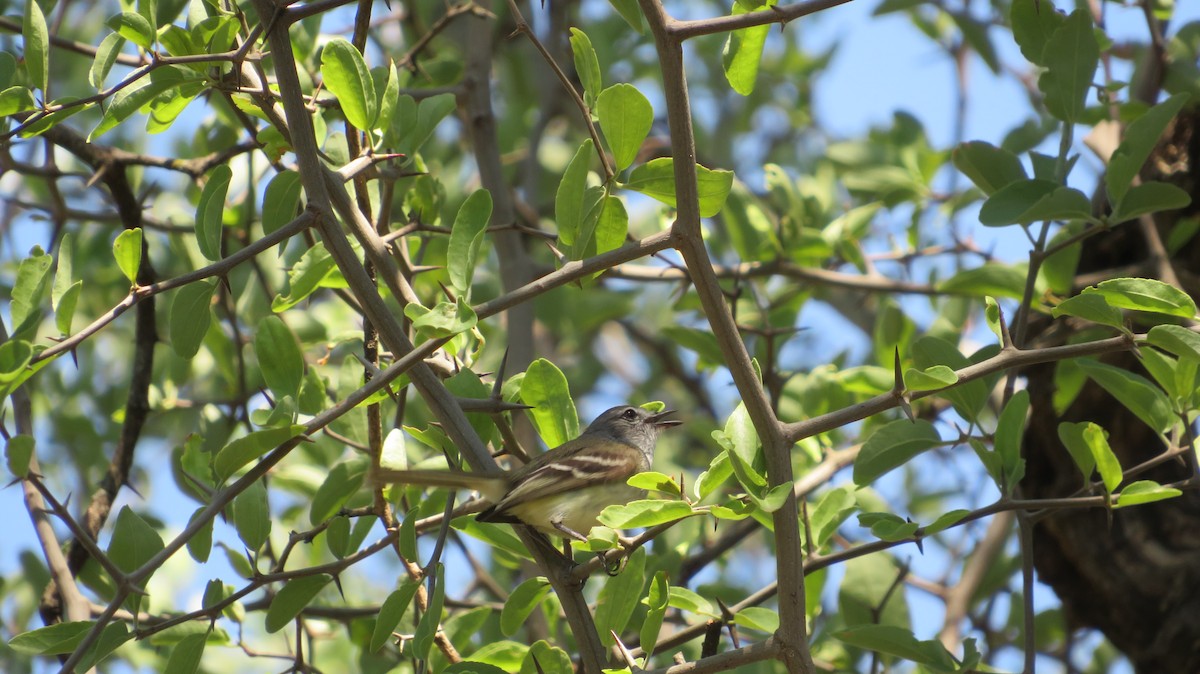 Plain Tyrannulet - Francisco González Táboas