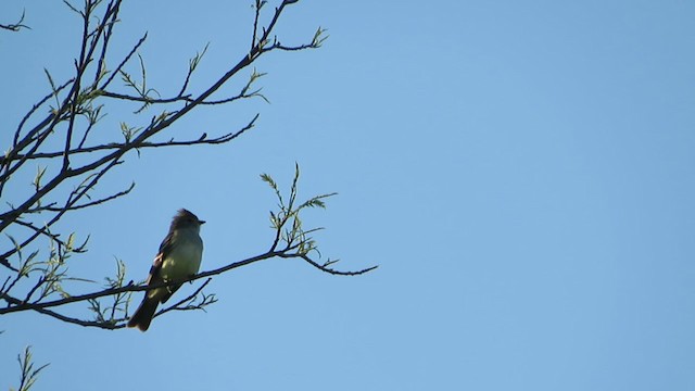 Southern Scrub-Flycatcher - ML384846051