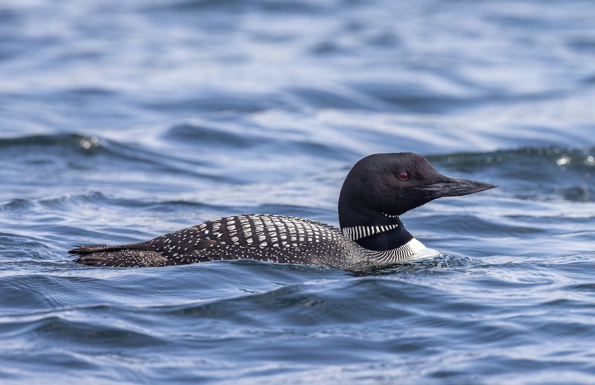 Common Loon - ML384846151