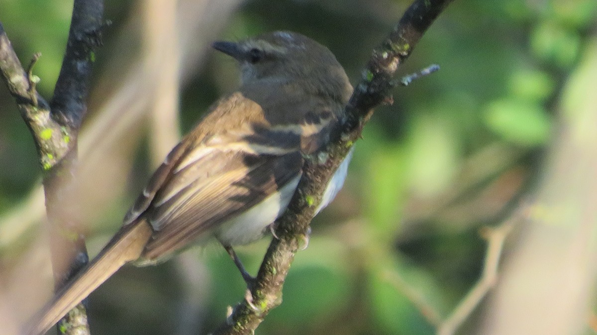 Fuscous Flycatcher - Francisco González Táboas