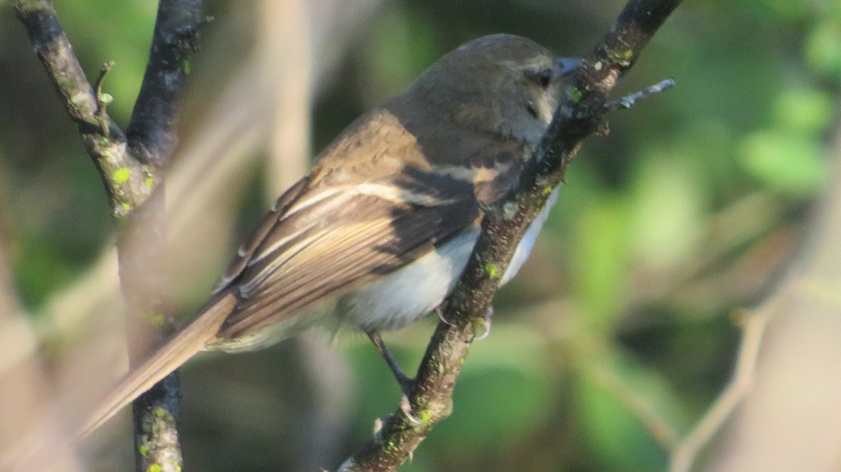 Fuscous Flycatcher - Francisco González Táboas