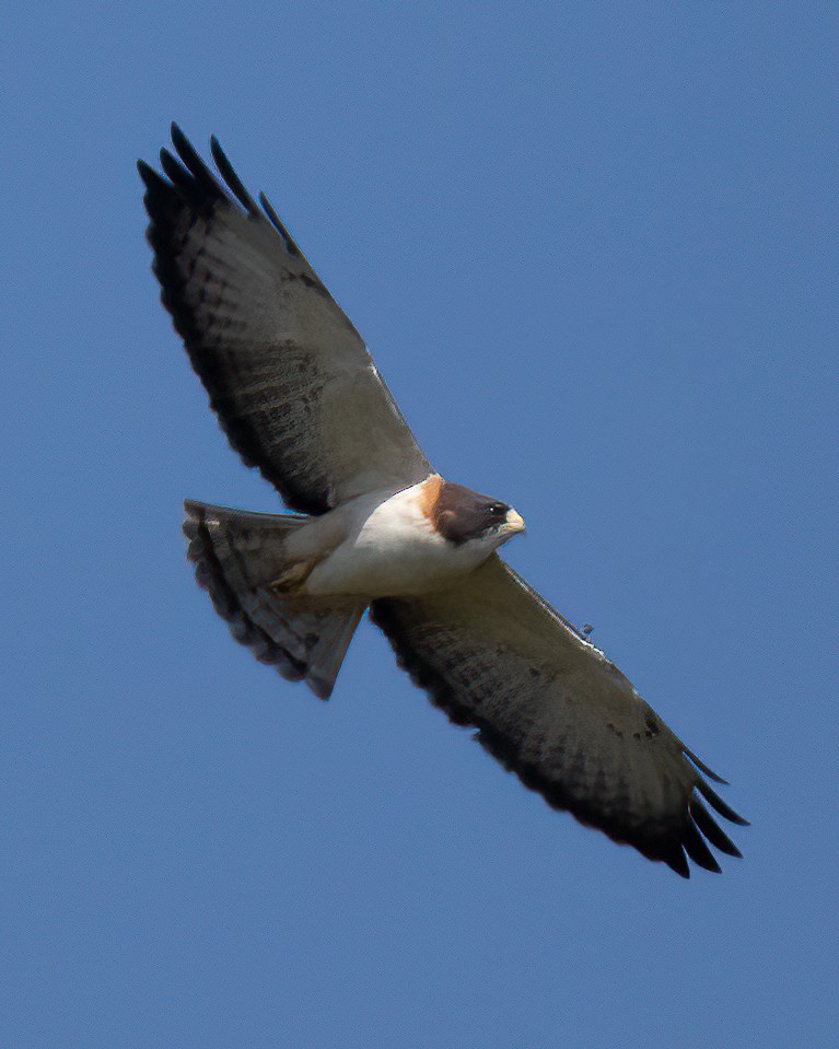 Short-tailed Hawk - Rafael Rodríguez Brito
